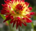 Георгин Бридж Вью Алоха (Dahlia Bridge View Aloha) — фото 5