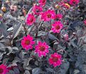 Георгин Брэйвхарт (Dahlia Braveheart) — фото 3