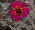 Георгин Брэйвхарт (Dahlia Braveheart) — фото 4