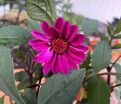 Георгин Брэйвхарт (Dahlia Braveheart) — фото 6