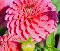 Георгин Бурлеска (Dahlia Burlesca) — фото 4