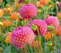 Георгин Бурлеска (Dahlia Burlesca) — фото 5