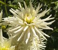 Георгин Вайт Стар (Dahlia White Star) — фото 2