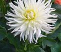 Георгин Вайт Стар (Dahlia White Star) — фото 3