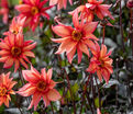 Георгин Валтзинг Матильда (Dahlia Waltzing Mathilda) — фото 4