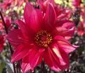 Георгин Валтзинг Матильда (Dahlia Waltzing Mathilda) — фото 5