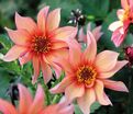 Георгин Валтзинг Матильда (Dahlia Waltzing Mathilda) — фото 6
