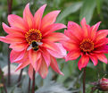 Георгин Валтзинг Матильда (Dahlia Waltzing Mathilda) — фото 7