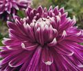 Георгин Ванкувер (Dahlia Vancouver) — фото 3