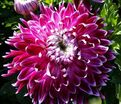 Георгин Ванкувер (Dahlia Vancouver) — фото 4