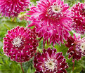 Георгин Ванкувер (Dahlia Vancouver) — фото 5