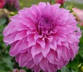 Георгин Вассио Мегго (Dahlia Vassio Meggos) — фото 2