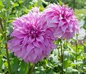 Георгин Вассио Мегго (Dahlia Vassio Meggos) — фото 4