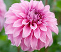 Георгин Вассио Мегго (Dahlia Vassio Meggos) — фото 5