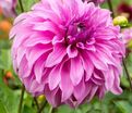 Георгин Вассио Мегго (Dahlia Vassio Meggos) — фото 6