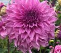 Георгин Вассио Мегго (Dahlia Vassio Meggos) — фото 7