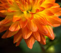 Георгин Вектра (Dahlia Vectra) — фото 3