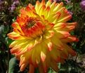Георгин Вектра (Dahlia Vectra) — фото 4