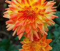 Георгин Вектра (Dahlia Vectra) — фото 6