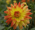 Георгин Вектра (Dahlia Vectra) — фото 8