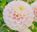 Георгин Визард оф Лайтнинг (Dahlia Wizard of Lightning) — фото 3