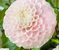 Георгин Визард оф Лайтнинг (Dahlia Wizard of Lightning) — фото 4