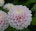 Георгин Визард оф Лайтнинг (Dahlia Wizard of Lightning) — фото 5