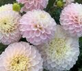 Георгин Визард оф Лайтнинг (Dahlia Wizard of Lightning) — фото 6