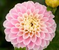 Георгин Визард оф Оз (Dahlia Wizard of Oz) — фото 2