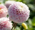 Георгин Визард оф Оз (Dahlia Wizard of Oz) — фото 5