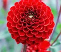 Георгин Викинг (Dahlia Viking) — фото 2