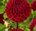 Георгин Викинг (Dahlia Viking) — фото 3