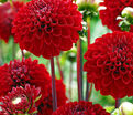 Георгин Викинг (Dahlia Viking) — фото 4