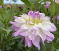 Георгин Виктория Анн (Dahlia Victoria Ann) — фото 2