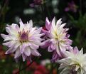 Георгин Виктория Анн (Dahlia Victoria Ann) — фото 3