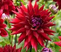 Георгин Виттеманс Бест (Dahlia Witteman's Best) — фото 2