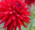 Георгин Виттеманс Бест (Dahlia Witteman's Best) — фото 3