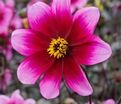 Георгин Вишес'н Дримс (Dahlia Wishes'n Dreams) — фото 2