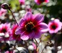 Георгин Вишес'н Дримс (Dahlia Wishes'n Dreams) — фото 4