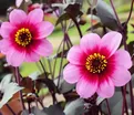 Георгин Вишес'н Дримс (Dahlia Wishes'n Dreams) — фото 5