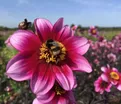 Георгин Вишес'н Дримс (Dahlia Wishes'n Dreams) — фото 6