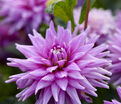 Георгин Вортон Блю Стрик (Dahlia Worton Blue Streak) — фото 2