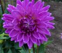 Георгин Вортон Блю Стрик (Dahlia Worton Blue Streak) — фото 3