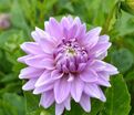 Георгин Вортон Блю Стрик (Dahlia Worton Blue Streak) — фото 4