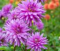 Георгин Вортон Блю Стрик (Dahlia Worton Blue Streak) — фото 5
