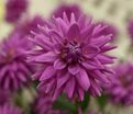 Георгин Вортон Блю Стрик (Dahlia Worton Blue Streak) — фото 6