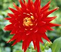 Георгин Вулкан (Dahlia Vulcan) — фото 2