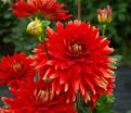 Георгин Вулкан (Dahlia Vulcan) — фото 3