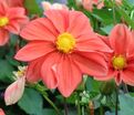 Георгин Г.Ф. Хемерик (Dahlia G.F. Hemerik) — фото 3