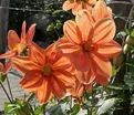 Георгин Г.Ф. Хемерик (Dahlia G.F. Hemerik) — фото 4
